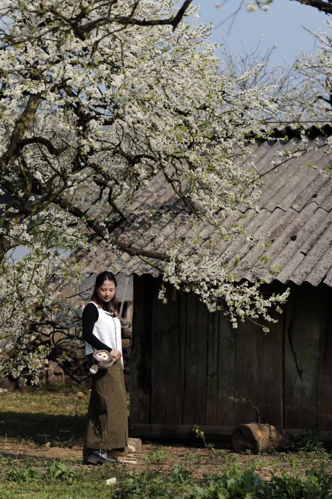 Mộc Châu mùa 'trắng xóa': 5 tọa độ check-in hoa mận không nên bỏ qua - 2