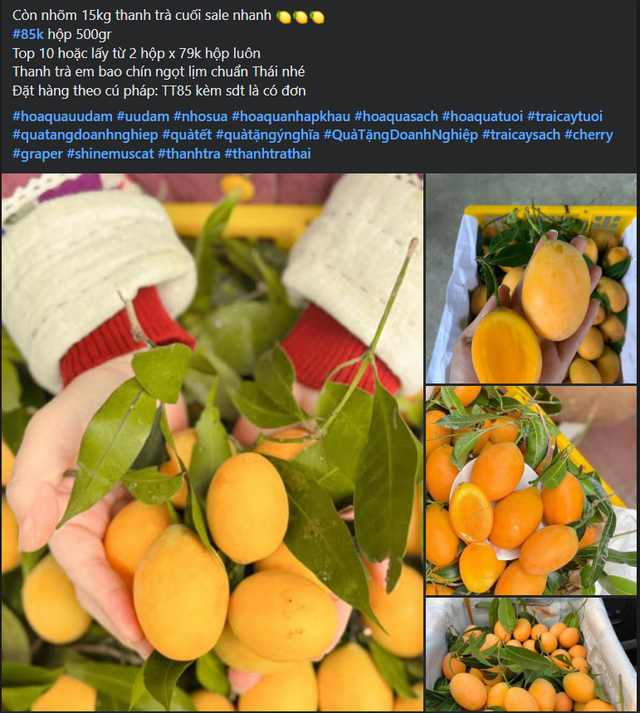 Do đang là thời điểm đầu mùa nên giá thanh trà còn tương đối cao.