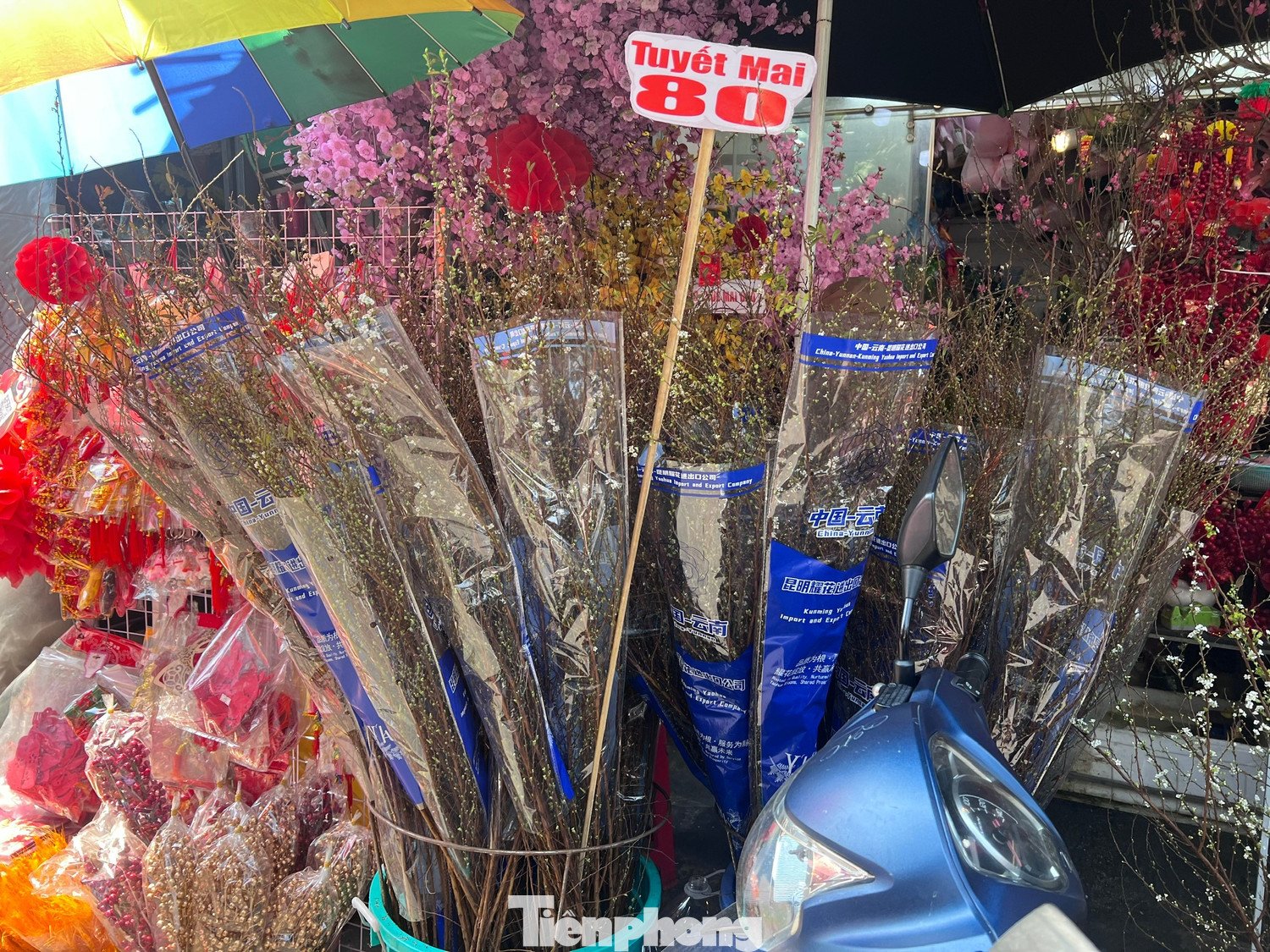 Không chỉ có đào, những loại hoa chơi Tết khác như mận Tây Bắc, tuyết mai cũng có giá rất mềm. Như tuyết mai chỉ 80.000 đồng/bó, mận Tây Bắc giá 180.000 đồng/10 cành.