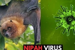 Bộ Y tế hoả tốc nhắc các cơ sở khám chữa bệnh chủ động phòng chống bệnh do virus Nipah