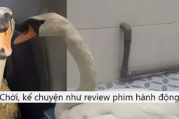 Vụ trộm thiên nga ở Thảo Cầm Viên: Dân mạng đòi dựng thành phim điện ảnh