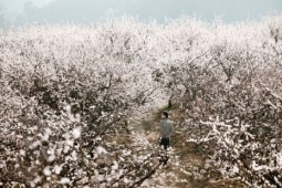 Mộc Châu mùa 'trắng xóa': 5 tọa độ check-in hoa mận không nên bỏ qua