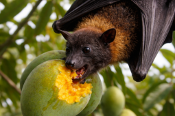 Phòng tránh virus Nipah, khi ăn hoa quả phải nhớ 2 việc quan trọng