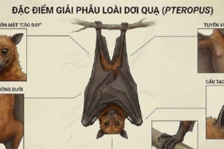 Vì sao dơi là vật chủ lý tưởng cho virus Nipah gây dịch bệnh?