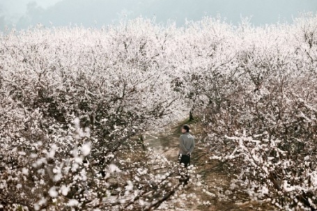 Mộc Châu mùa 'trắng xóa': 5 tọa độ check-in hoa mận không nên bỏ qua