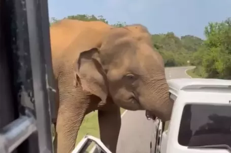 Gia đình khách Nga suýt mất mạng vì voi tấn công