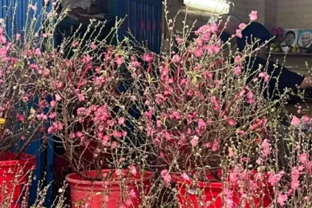 Đào mini đổ bộ Sài thành, giá rẻ đến bất ngờ