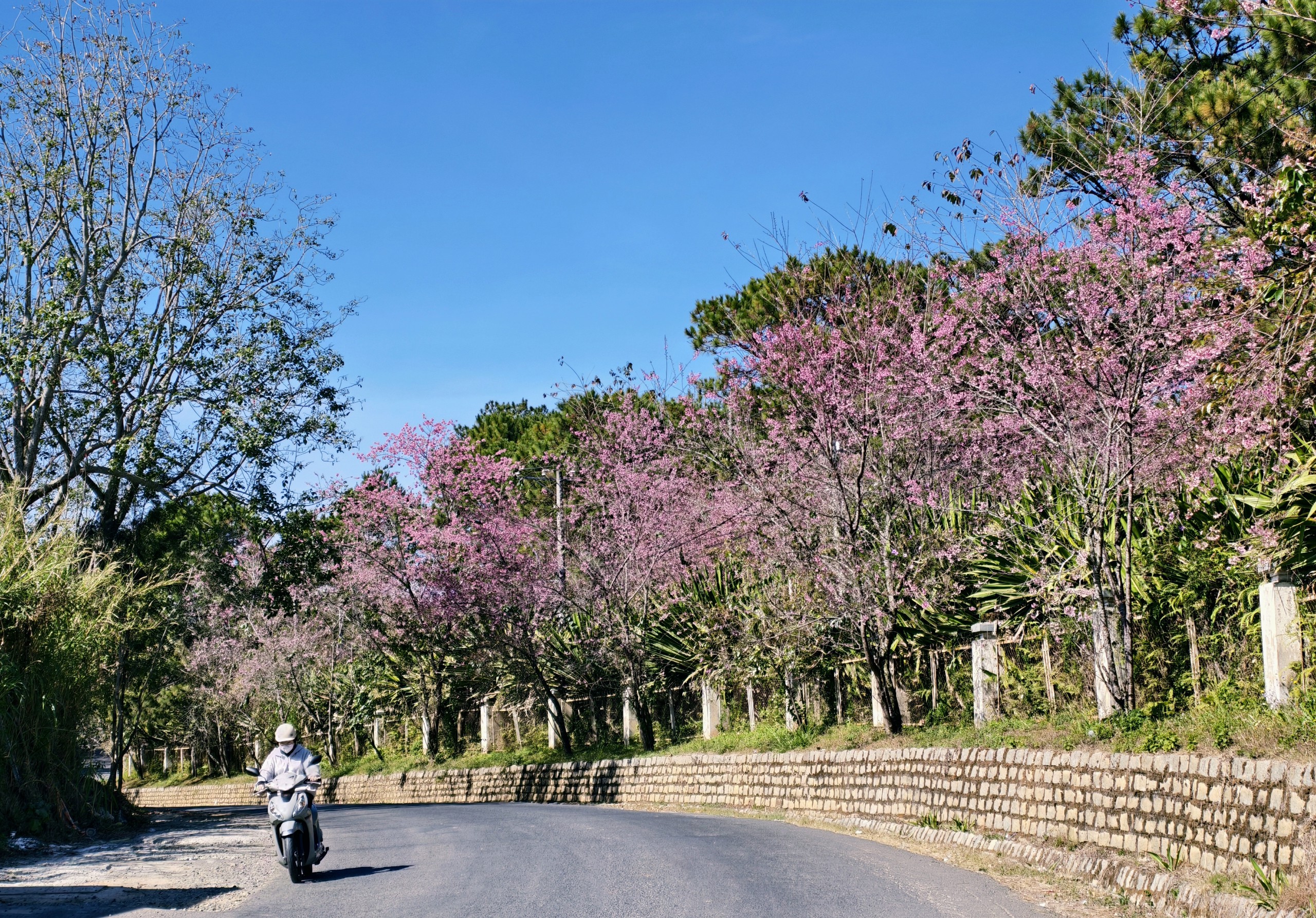 Du khách đổ về những cung đường mai anh đào đẹp nhất Đà Lạt - 20