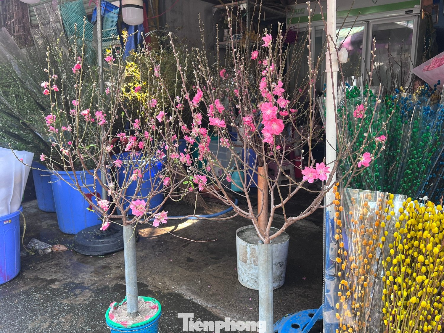 Ông Thanh, chủ shop hoa trên đường Hùng Vương (TPHCM) nói, năm nay đào nhập về TPHCM bằng đường bay lẫn container rất dồi dào nhưng sức mua giảm mạnh 20-30%. Khách chủ yếu chuộng các cành đào mini hay huyền nhỡ, giá chỉ 600.000 đồng đổ lại. Có lẽ do họ muốn sắm Tết tiết kiệm.
