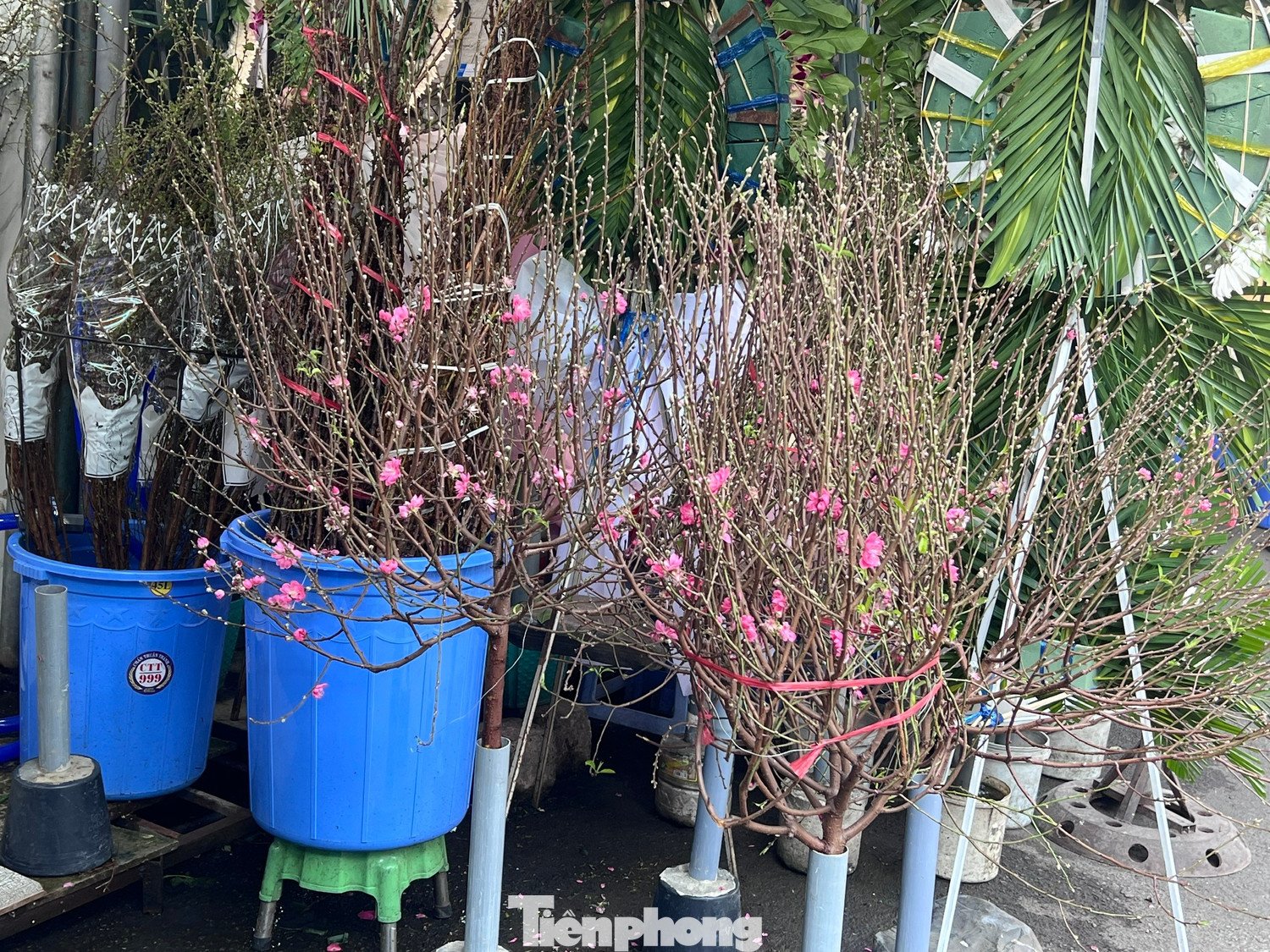 Ông Thanh, chủ shop hoa trên đường Hùng Vương (TPHCM) nói, năm nay đào nhập về TPHCM bằng đường bay lẫn container rất dồi dào nhưng sức mua giảm mạnh 20-30%. Khách chủ yếu chuộng các cành đào mini hay huyền nhỡ, giá chỉ 600.000 đồng đổ lại. Có lẽ do họ muốn sắm Tết tiết kiệm.