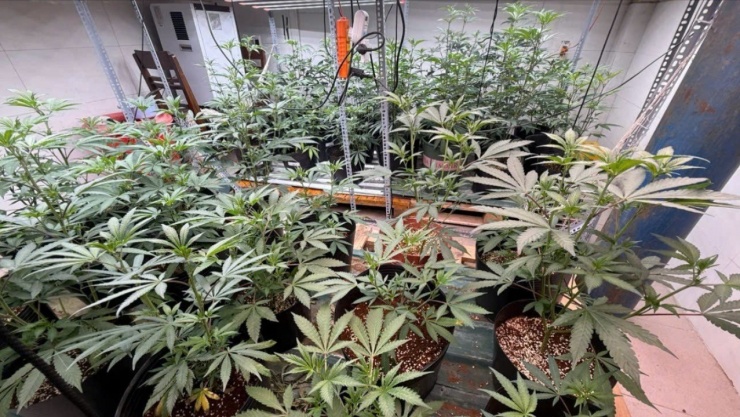 Cần sa được Duy trồng và chăm sóc trong nhà.