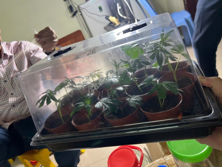 Cần sa được trồng trong lồng kính