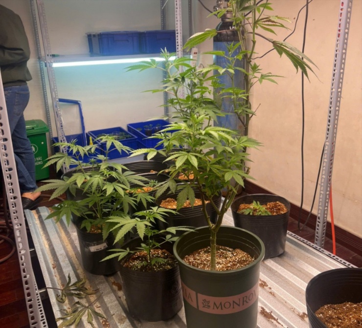 Một số chậu cần sa trong căn phòng kín được Duy trồng và chăm sóc.