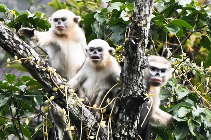 Hình ảnh loài voọc mũi hếch quý hiếm nhất thế giới tại Tuyên Quang - 8