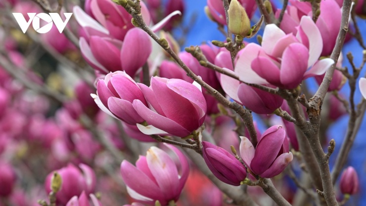 Bước sang năm 2026, thị trường hoa cảnh Việt Nam ghi nhận sự dịch chuyển rõ nét ở phân khúc cao cấp, trong đó hoa mộc lan nổi lên như một “điểm nóng” mới, thu hút sự quan tâm của người chơi hoa.