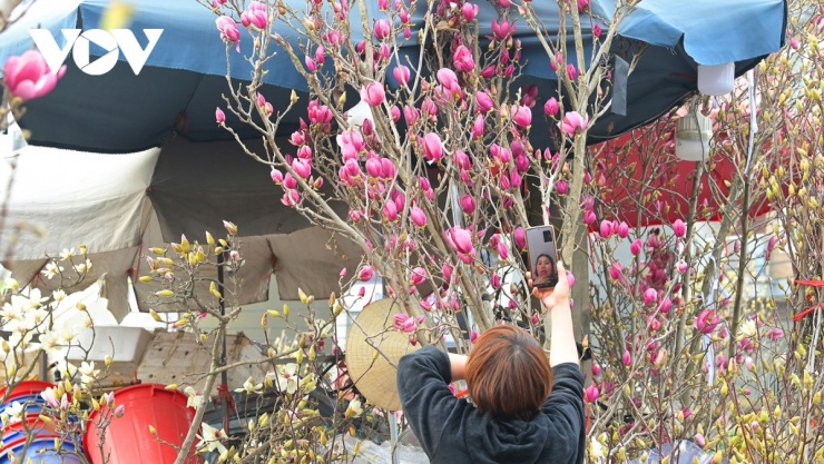 Nhiều nhà vườn đã kín lịch đơn hàng, đặc biệt là các hợp đồng cung cấp mộc lan cho khu đô thị, resort và biệt thự nghỉ dưỡng.