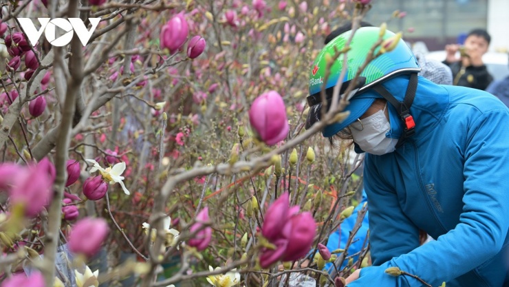 Theo ghi nhận của phóng viên VOV.VN, ngay từ đầu năm, hoa mộc lan tại nhiều nhà vườn lớn đã được thu mua với khối lượng lớn.