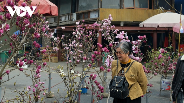 Giá hoa mộc lan dao động từ vài chục nghìn đến vài trăm nghìn đồng mỗi cành. Cây hoa mộc lan thì giá cao hơn, một số cây đẹp có giá đến cả chục triệu đồng/gốc.