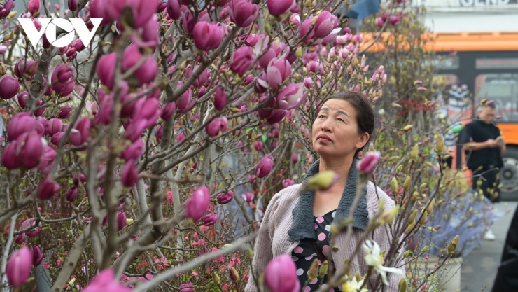 Ưu điểm của mộc lan là dáng cây đẹp, hoa lớn, có giá trị thẩm mỹ cao, tuổi thọ dài...