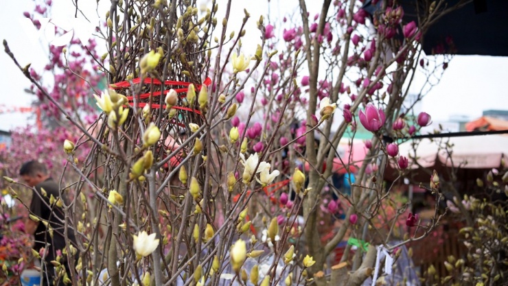 Các tiểu thương cho biết, nhu cầu mua mộc lan trồng cảnh quan tăng mạnh, giá cả cũng không còn quá đắt đỏ như mọi năm.