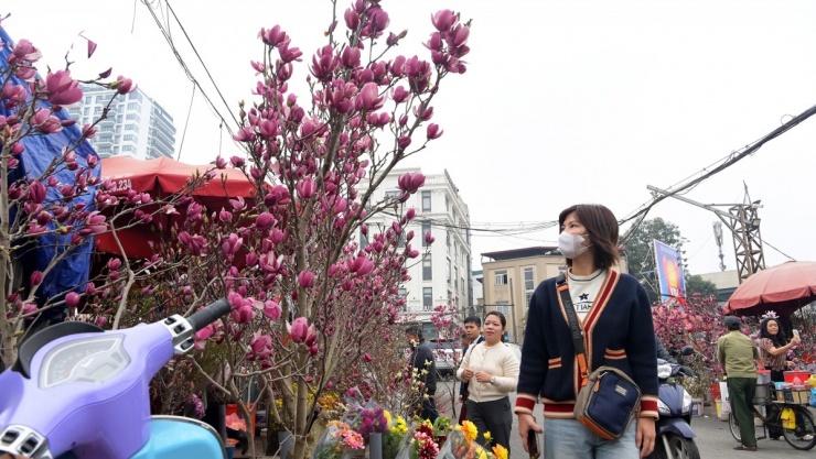 Trước đây, mộc lan chủ yếu được xem là thú chơi của giới sưu tầm. Nhưng thời gian gần đây, loài hoa này đã trở thành một loại hàng hóa có giá trị kinh tế rõ rệt, với chuỗi cung ứng từ nhân giống, chăm sóc, tạo dáng đến phân phối và bảo hành cây.