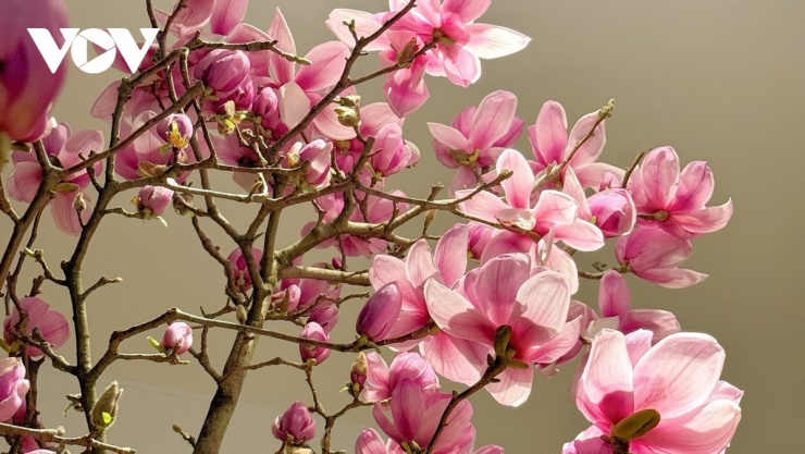 Ưu điểm của mộc lan là dáng cây đẹp, hoa lớn, có giá trị thẩm mỹ cao, tuổi thọ dài...