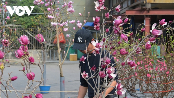 Một số giống mộc lan nhập khẩu và mộc lan thuần hóa thành công tại Việt Nam đang được săn đón mạnh. Việc chủ động được nguồn giống trong nước giúp giảm phụ thuộc nhập khẩu, đồng thời tạo điều kiện để thị trường mở rộng quy mô.