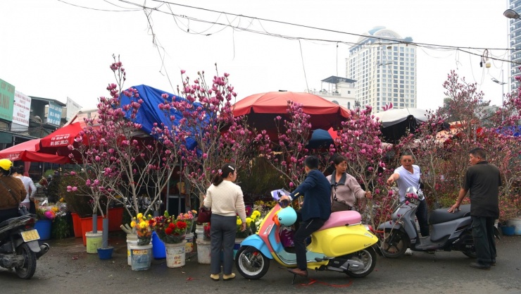 Mộc lan không chỉ là loài hoa trang trí mà còn là sản phẩm kinh tế sinh thái có giá trị, góp phần nâng tầm thị trường hoa cảnh Việt Nam trong bối cảnh nhu cầu trang trí ngày càng gia tăng.