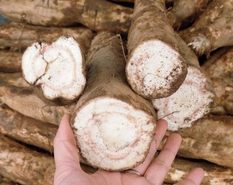 Củ sắn dây tươi được bán nhiều ở các chợ. Ảnh: Đỗ Tươi&nbsp;