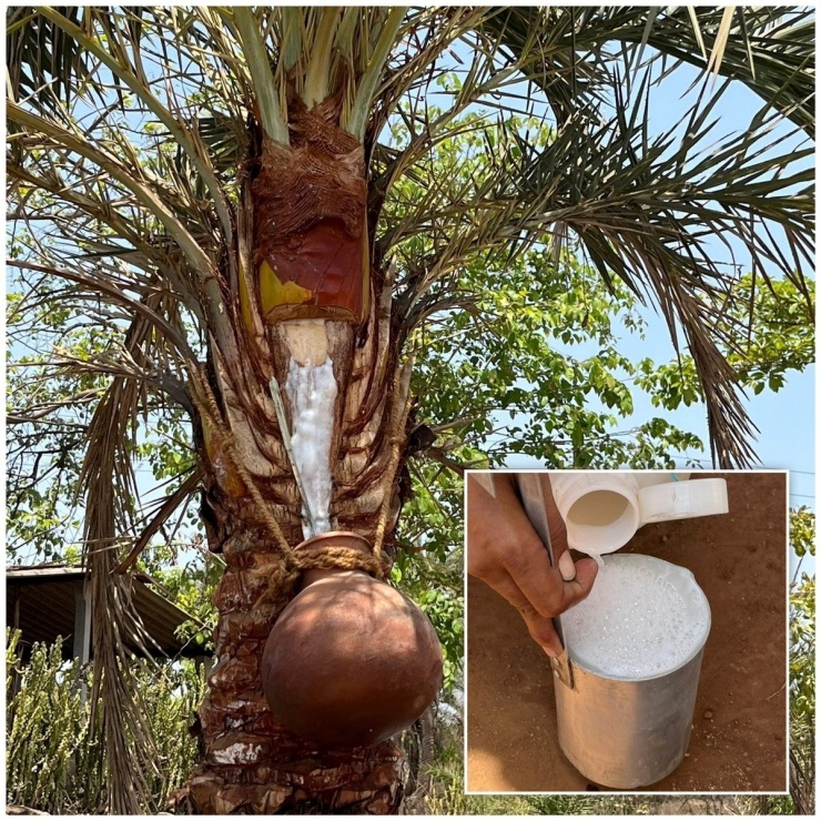 Một trong hai bệnh nhân nhiễm virus Nipah ở Ấn Độ có khả năng đã bị lây nhiễm sau khi uống mật chà là sống, loại đồ uống phổ biến vào mùa đông tại địa phương. (Ảnh minh họa)