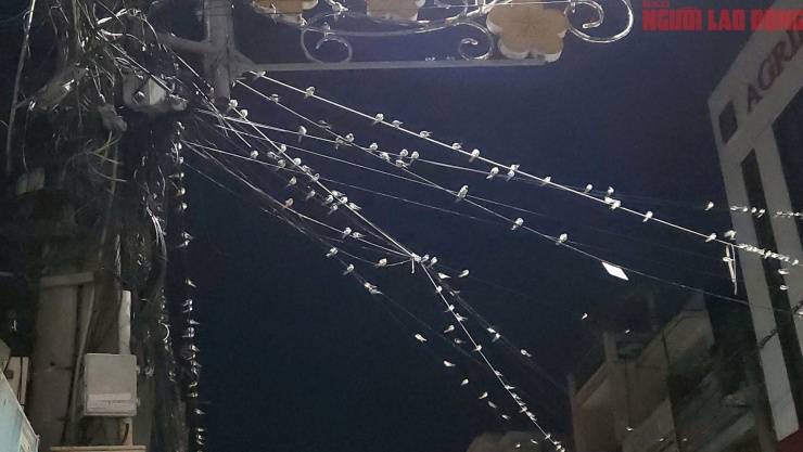 Hàng ngàn chim én “chiếm phố”, người dân Cần Thơ than trời vì phân chim - 1