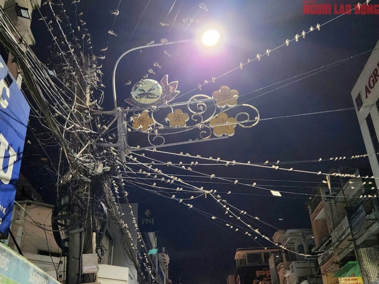 Chim én đậu dày đặc trên dây điện ở phường Phú Lợi từ nhiều tháng qua