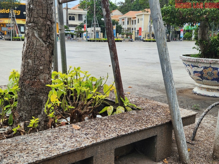 Hàng ngàn chim én “chiếm phố”, người dân Cần Thơ than trời vì phân chim - 5