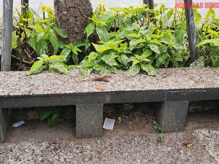 Phân chim én trắng xoá, bốc mùi hôi khiến người dân khó chịu