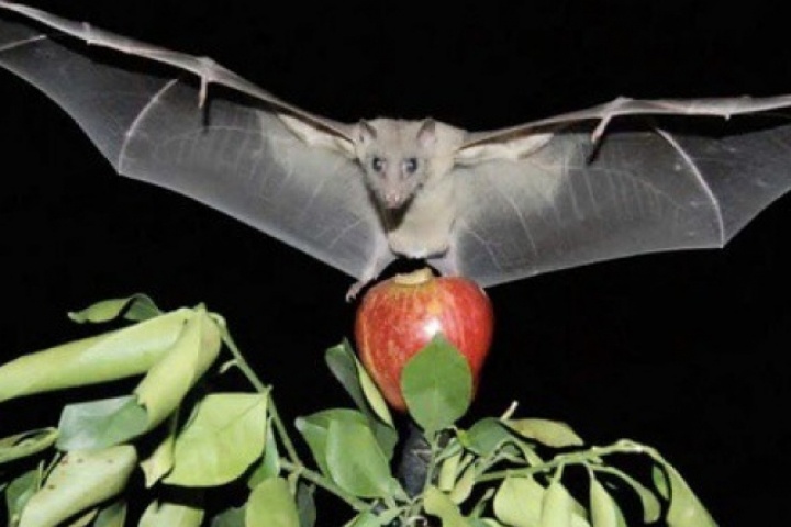 Virus Nipah có thật sự đáng sợ?