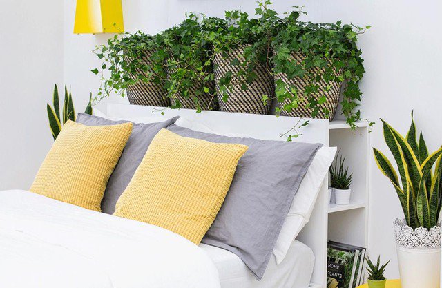 Cây xanh vốn có cơ chế giải phóng oxy và hút CO2 vào ban ngày. Tuy nhiên khi đêm đến quá trình này lại ngược lại, cây sẽ hút O2 và giải phóng khí CO2 giống như con người và động vật.