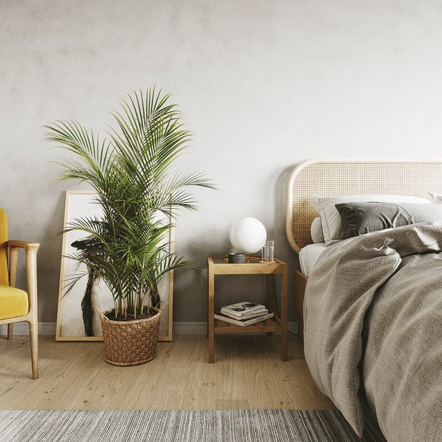 Cây trồng trong phòng ngủ phải có cơ chế sinh học ngược - cây thực vật CAM.