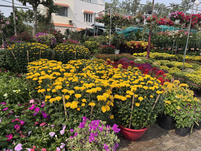 Hoa Tết đã được nhập về TP HCM với số lượng khá lớn, các tiểu thương dự kiến tiếp tục nhập thêm. Ảnh: NGUYỄN HẢI