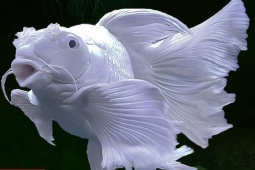 Tin tức sức khỏe - Loại cá “hóa rồng” trong truyền thuyết nay trở thành “bảo bối” bảo vệ phổi, giúp hỗ trợ giảm ho cực tốt