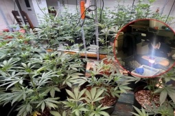 Phát hiện 'vườn' cần sa ngay trong lòng thành phố Đà Nẵng