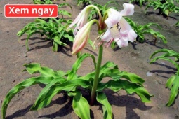 Tin tức sức khỏe - Loại cây “dân dã” mọc đầy bờ bụi, được ví như “khắc tinh” của phì đại tuyến tiền liệt