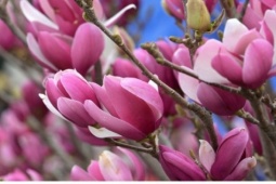 “Cơn sốt” mộc lan khuấy động thị trường hoa Tết 2026