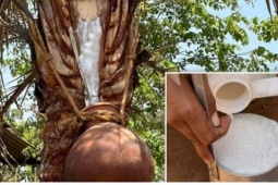 Thức uống phổ biến trong đám cưới bị nghi là nguồn lây virus Nipah ở Ấn Độ