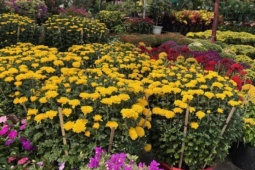 Hoa, kiểng Tết bắt đầu nhộn nhịp