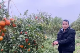 Cận Tết, vườn cam bỗng thành mục tiêu trộm cắp