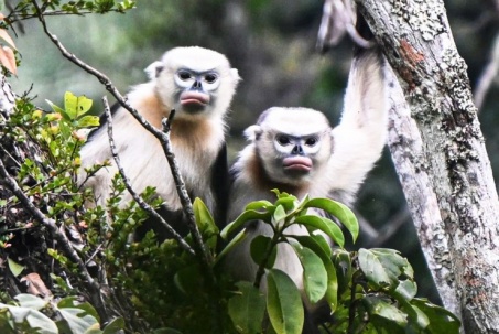 Hình ảnh loài voọc mũi hếch quý hiếm nhất thế giới tại Tuyên Quang