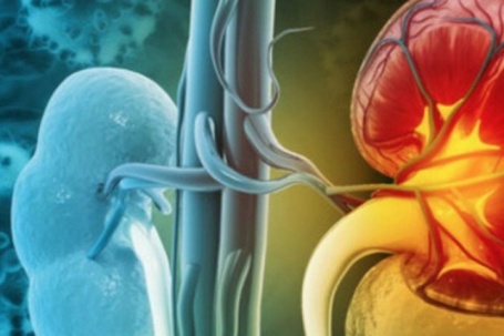 Người suy thận nên ăn hoa quả gì để tránh tăng kali, bảo vệ chức năng thận?