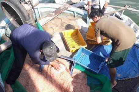 Ruốc biển dày đặc ven bờ, ngư dân Quy Nhơn “hốt bạc” sau vài giờ ra khơi