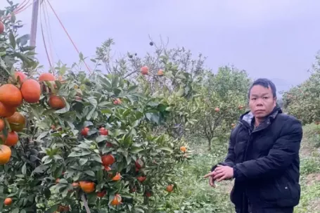 Cận Tết, vườn cam bỗng thành mục tiêu trộm cắp