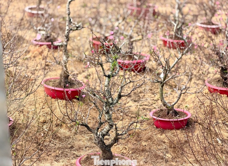 Người trồng đào Tết 'nín thở' canh thời tiết, canh hoa nở - 5